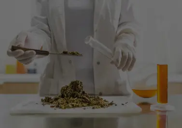 Food Product Development Image